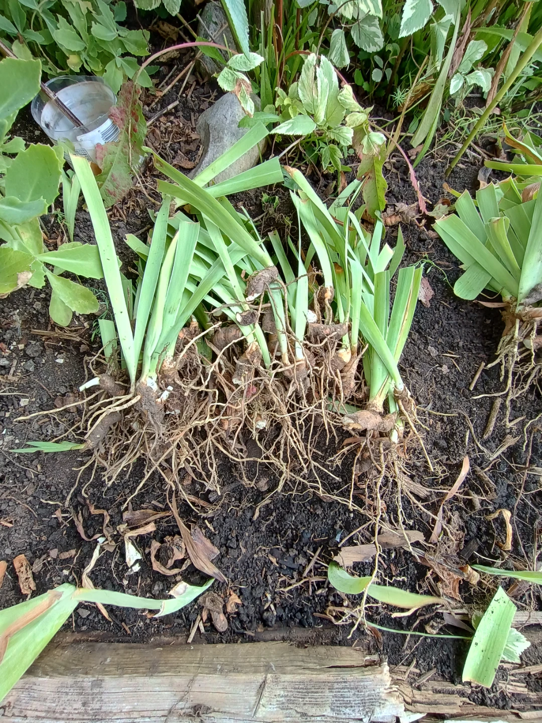 Iris Rhizomes for Planting - photo 2