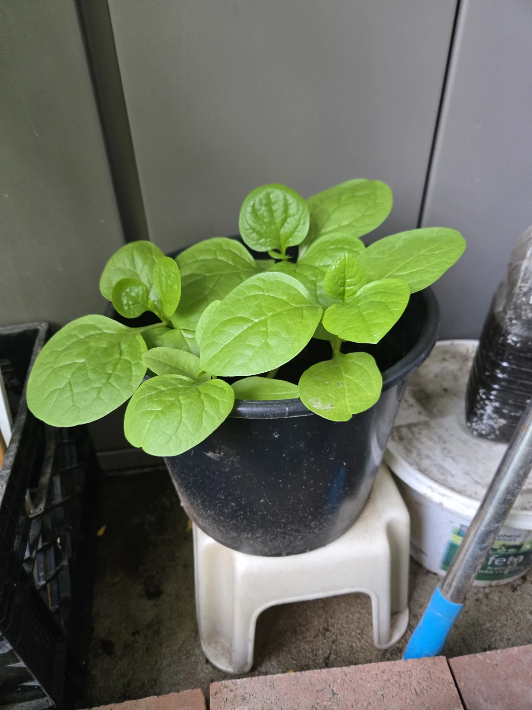 Young Spinach Plants in Pot - photo 2