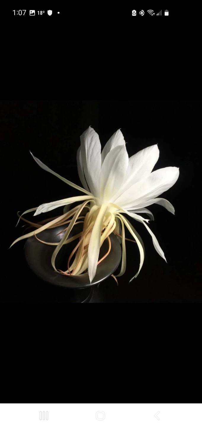 Queen of the Night (‌Epiphyllum oxypetalum - photo 5