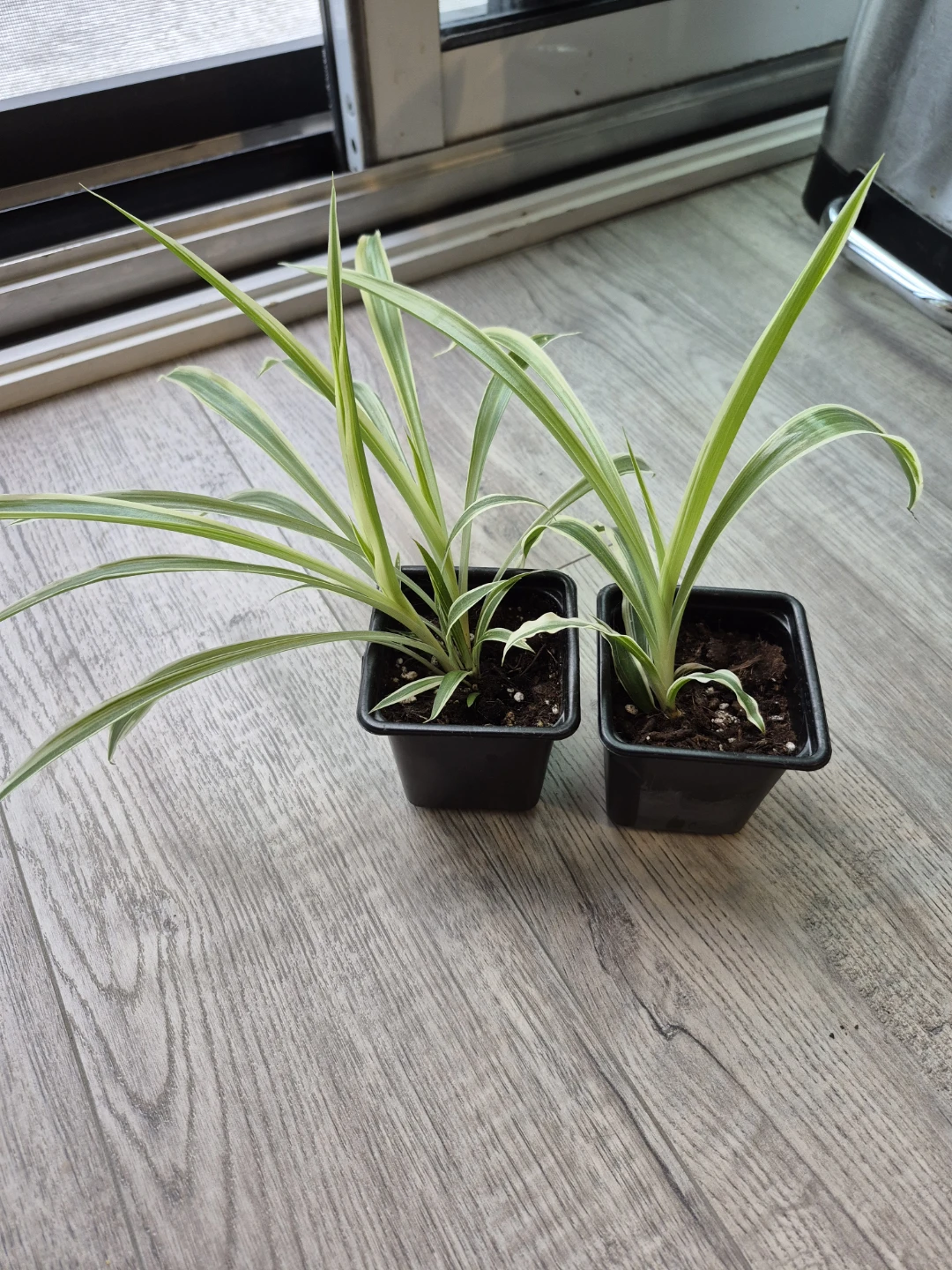 Spider Plants
