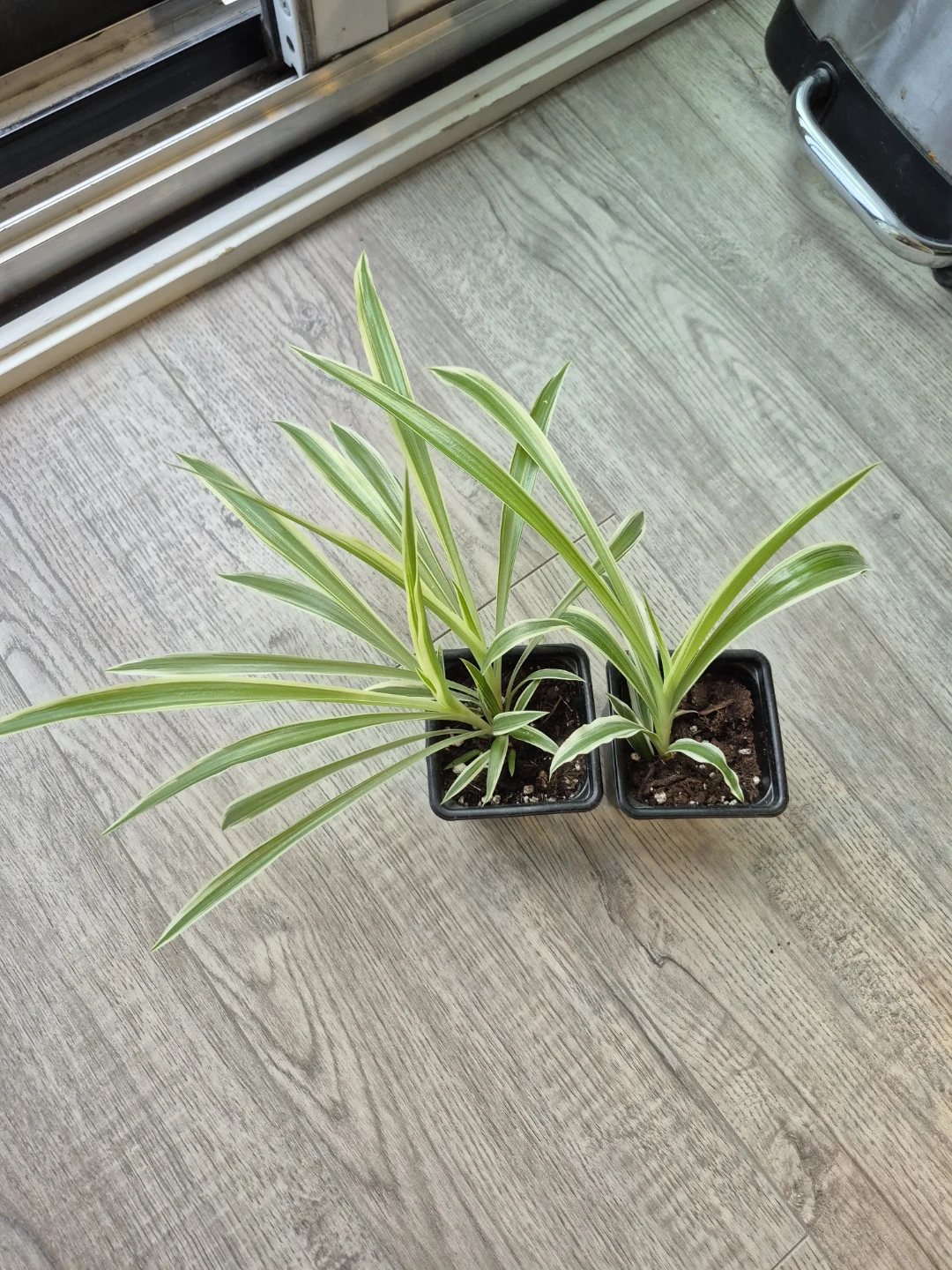 Spider Plants - photo 2