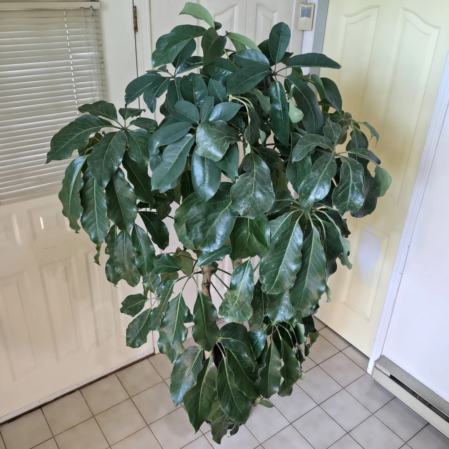 7ft Umbrella Trees in 14" inch pot | ✅️ Free Delivery
