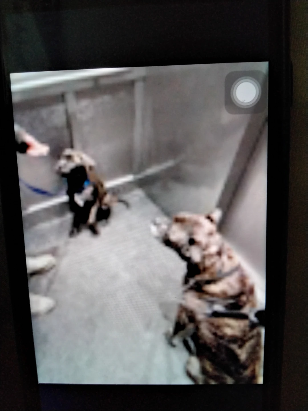 Bilingual Dog Walker/Jogging/Boarding Duo- MIDTOWN - photo 4