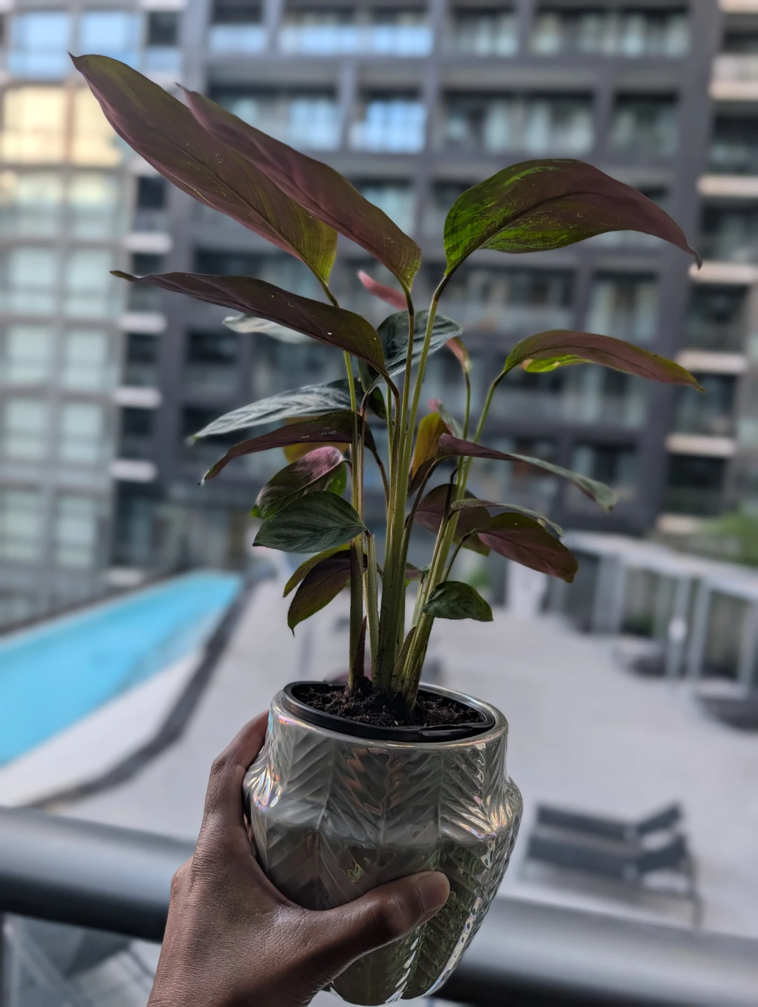 Decorative Calathea Plant