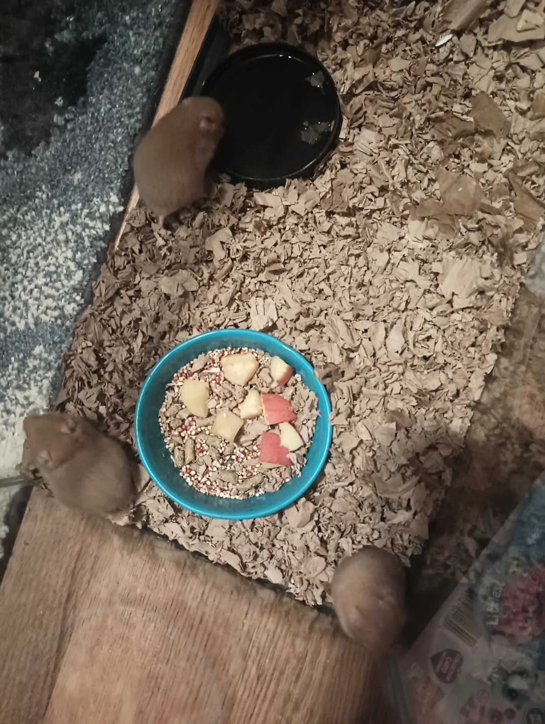 Baby Hamsters - photo 4