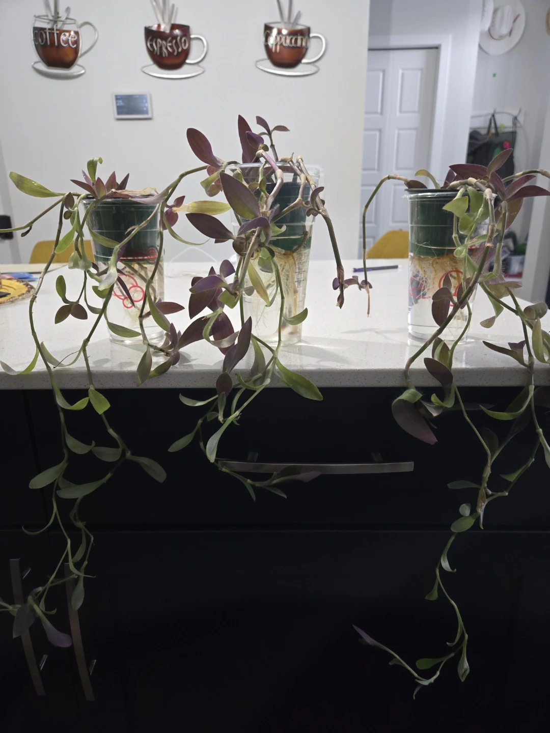 Tradescantia Zebrina Plants in Water