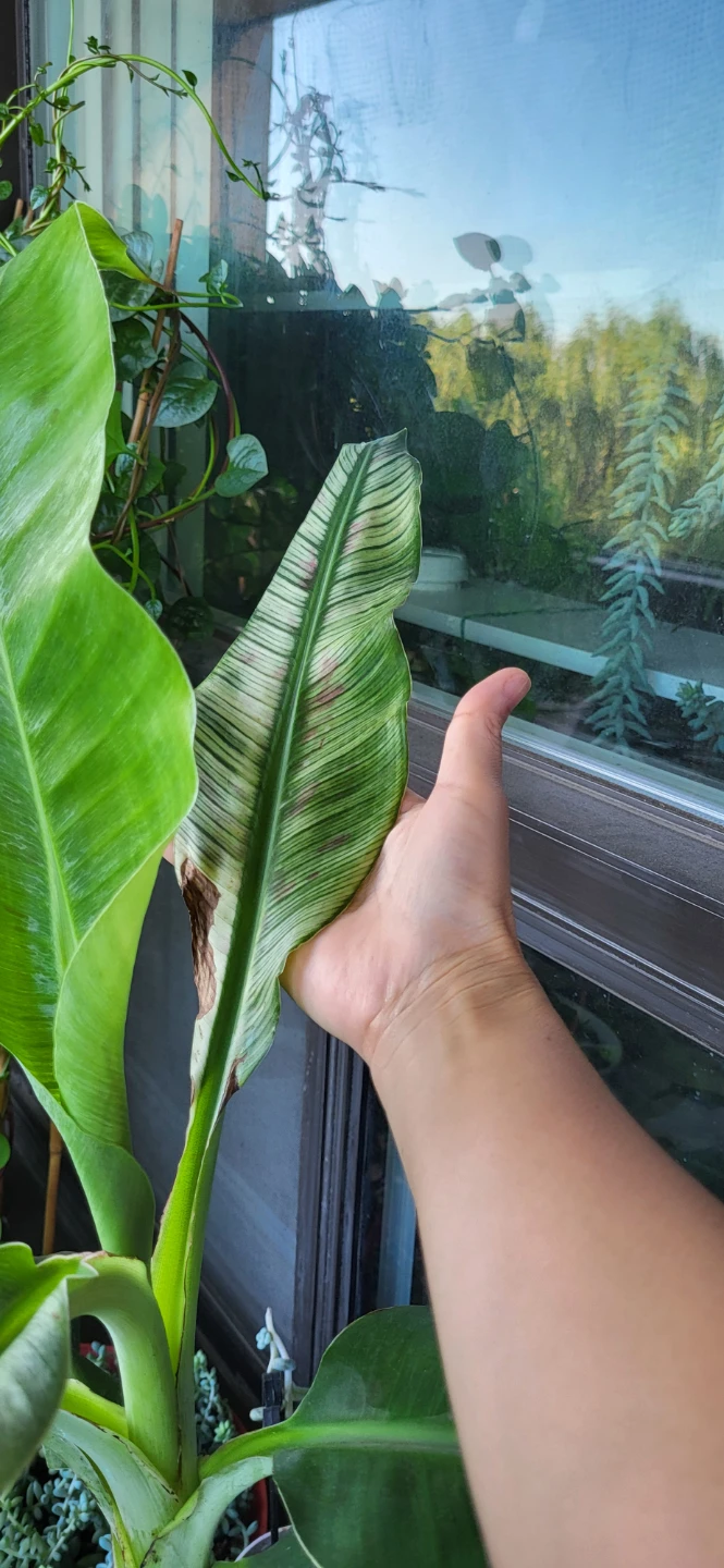Banana Plant ( please read) - photo 3