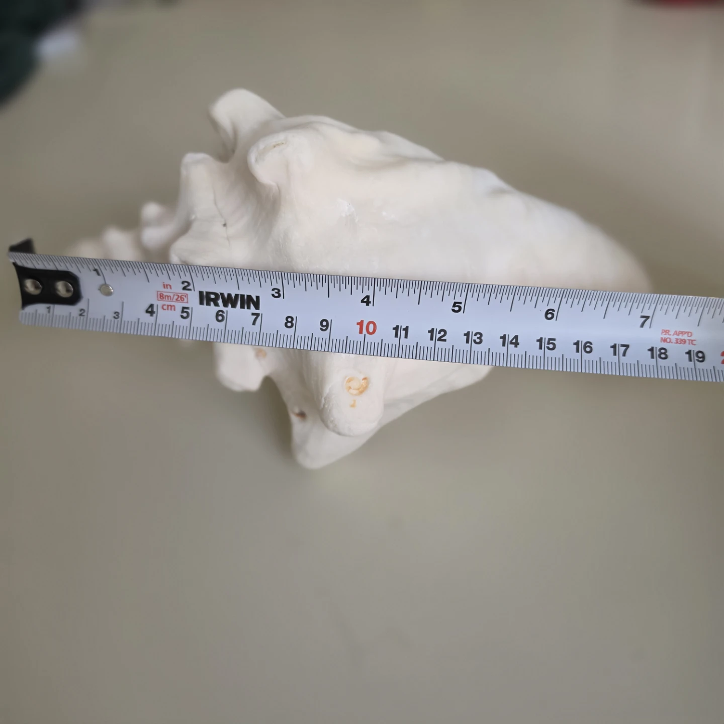 Large Conch Shell - EUC - photo 4