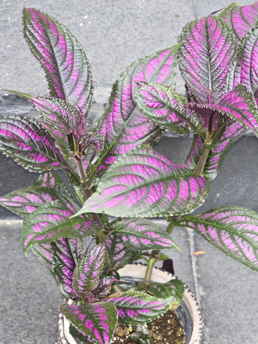 Persian Shield Plant