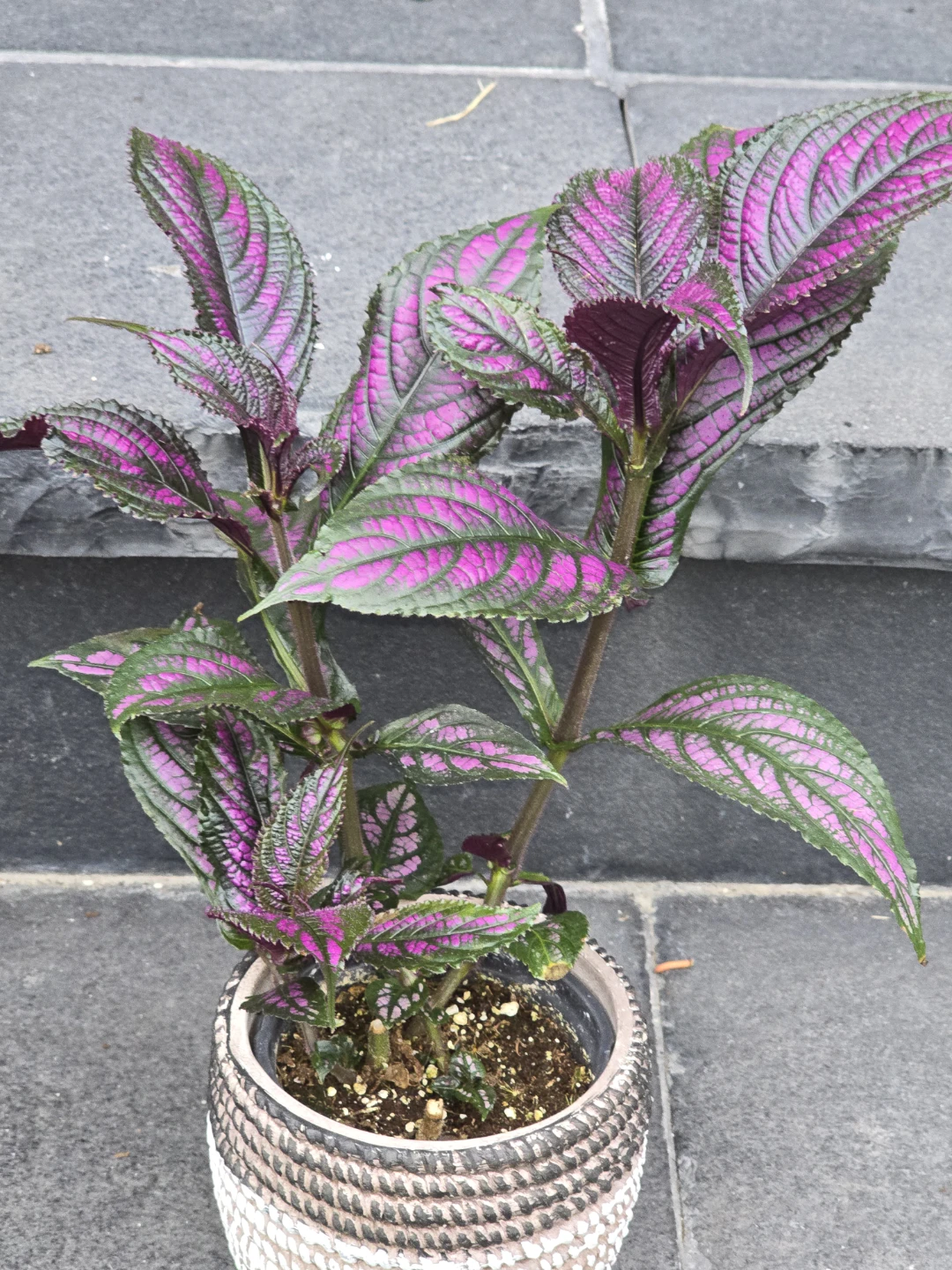 Persian Shield Plant - photo 2