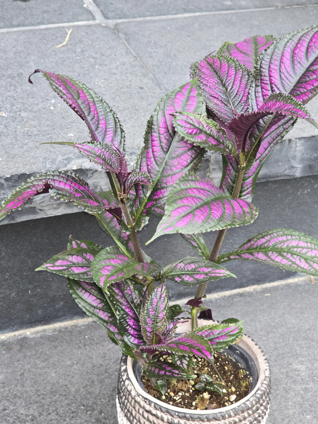 Persian Shield Plant - photo 3