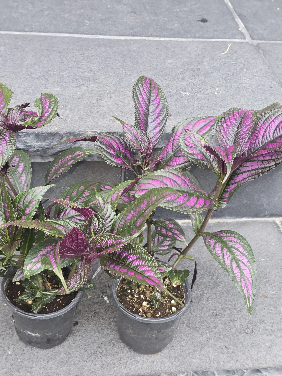 Persian Shield Plant - photo 4