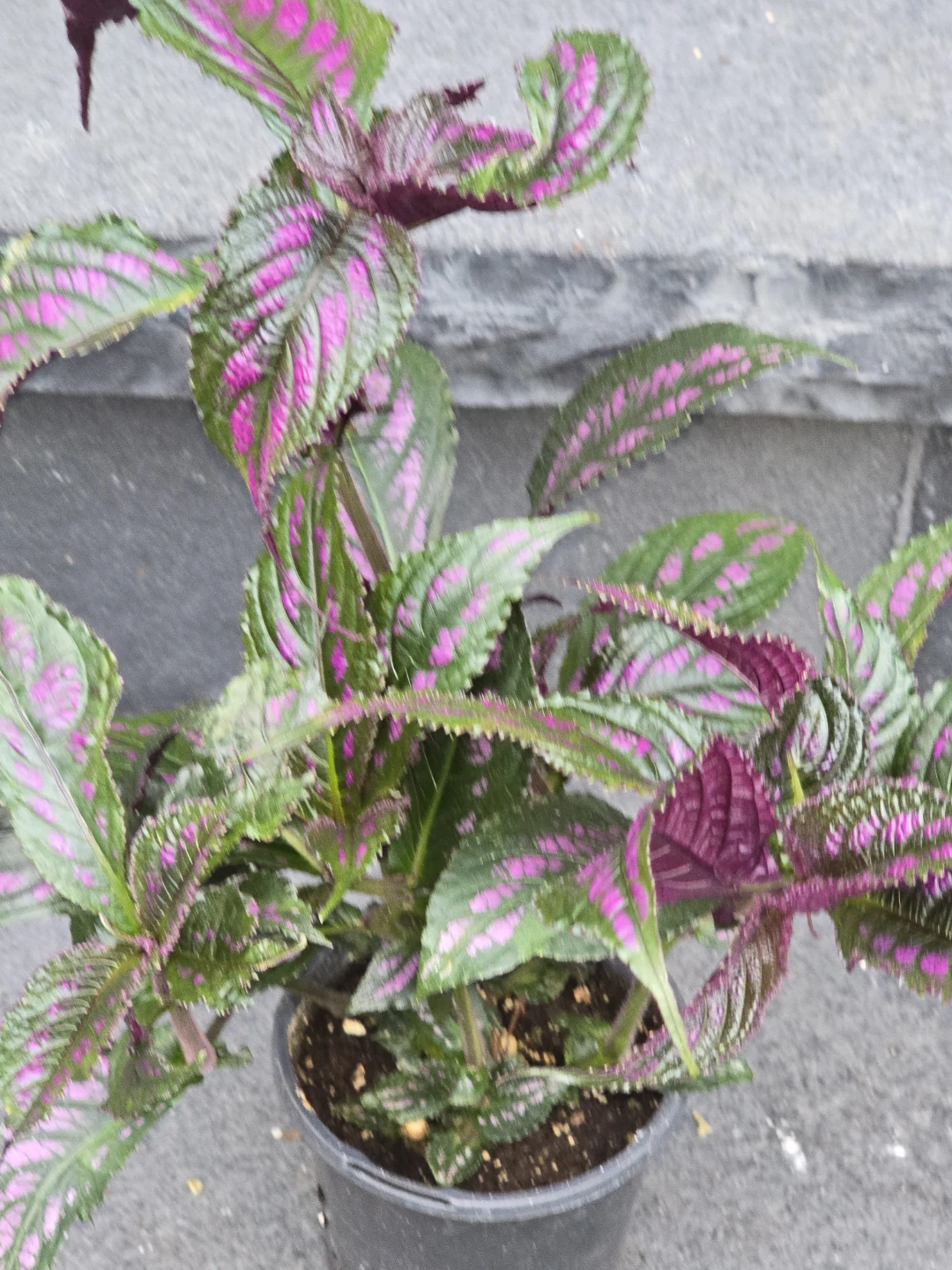 Persian Shield Plant - photo 5