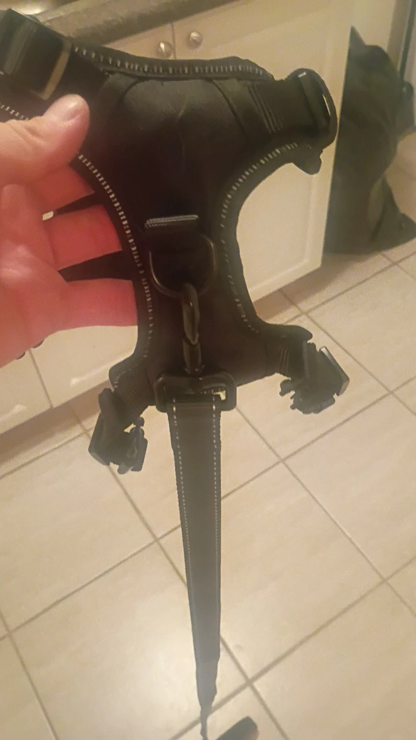 Black Dog Harness with Leash