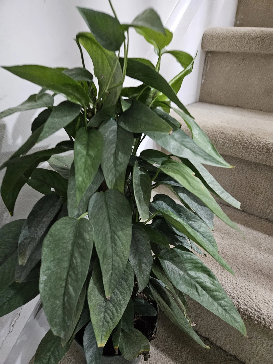 Large House Plant cube blue - photo 2