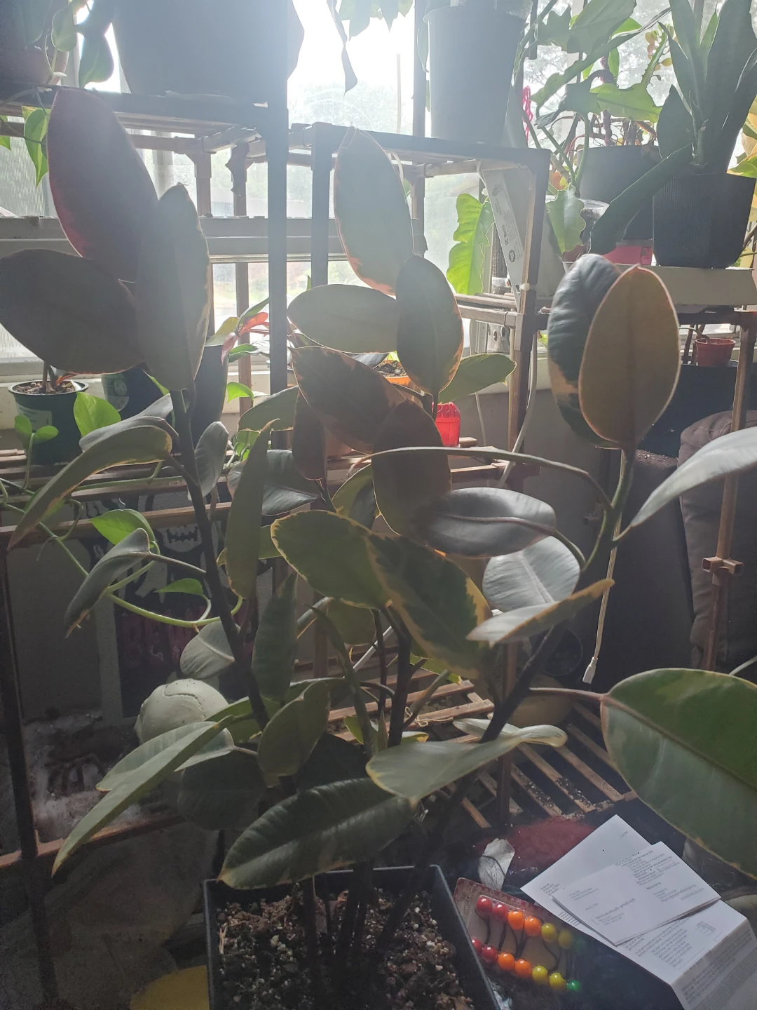 Ficus ruby red Rubber Plant