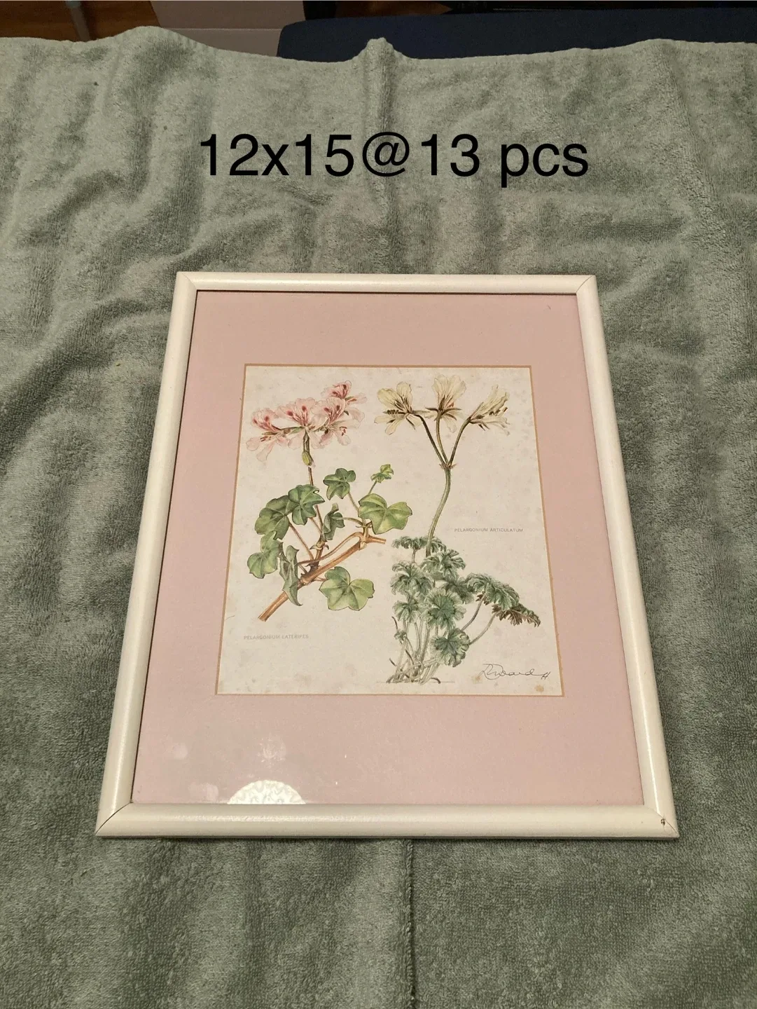 Framed Botanical Print Collection