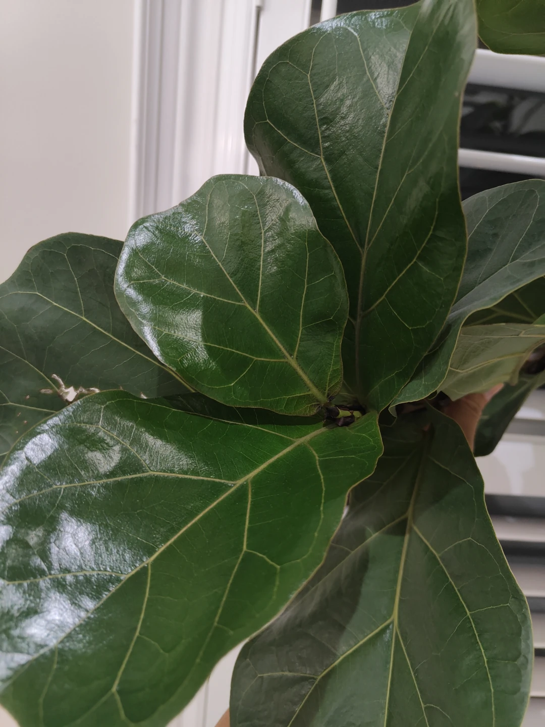 Healthy 9 ft Fiddle Leaf Fig - photo 2