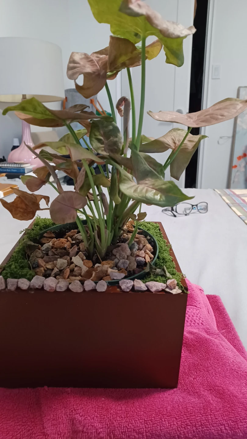 Syngonium - photo 2