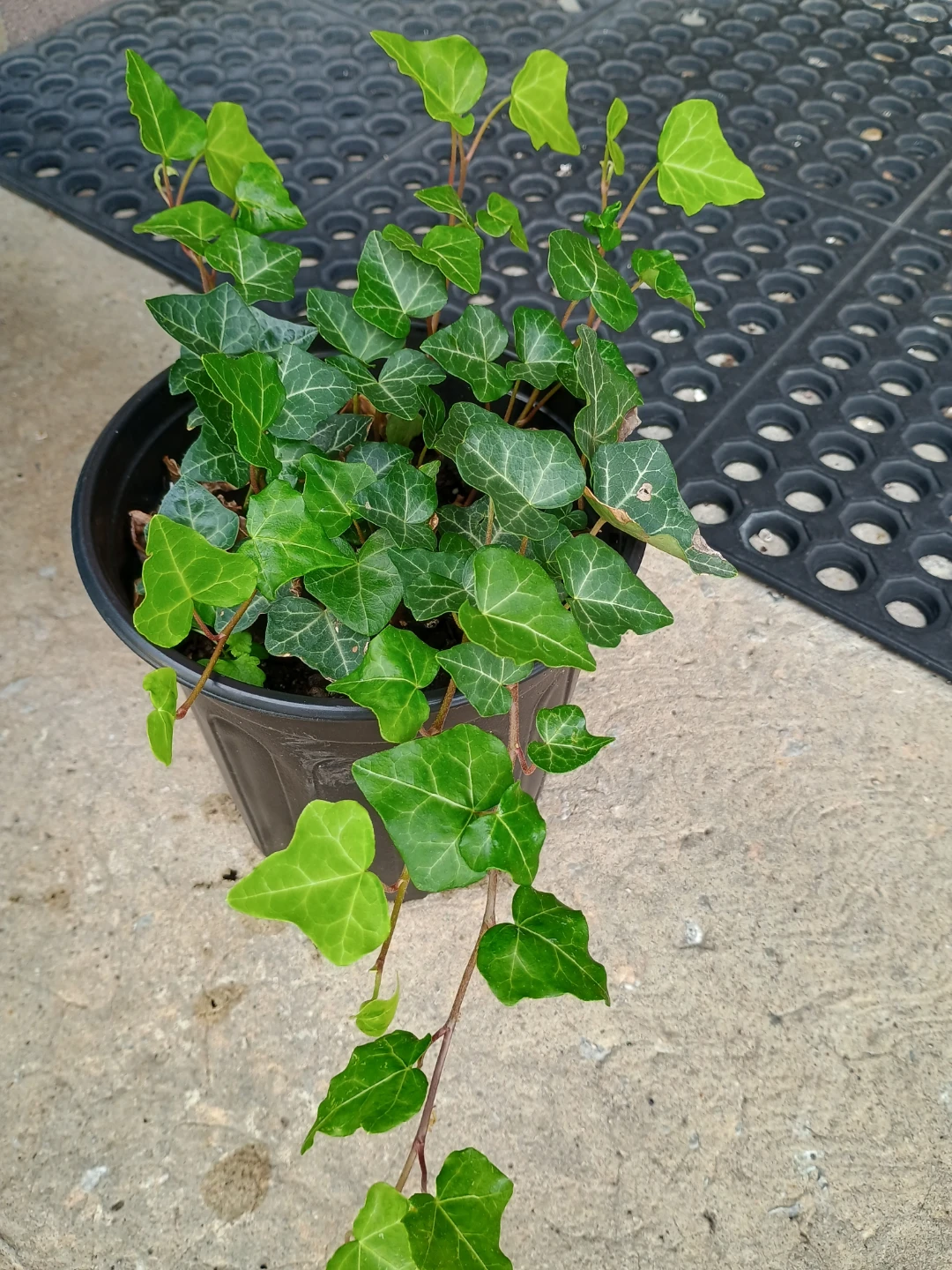 English Ivy - photo 3