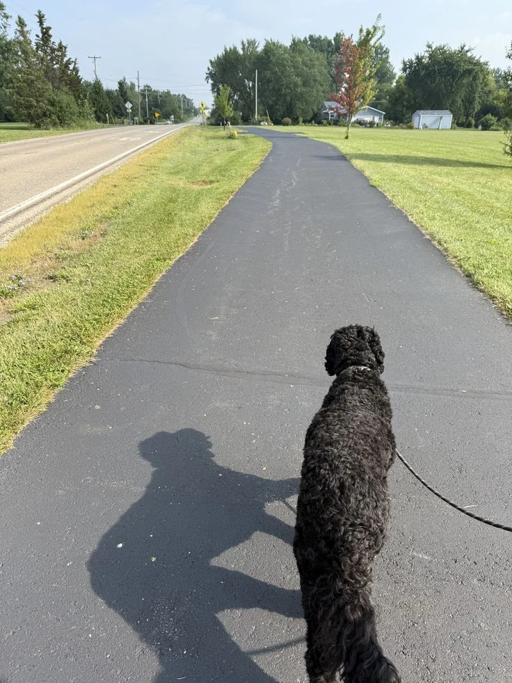 Dog Walking Service