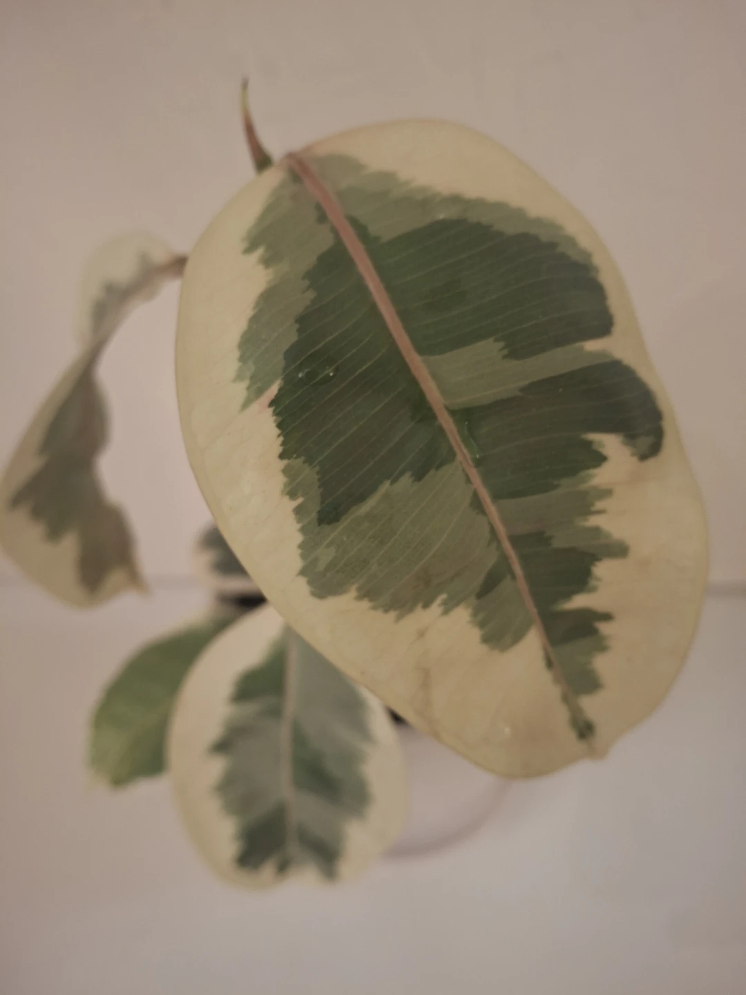 Ficus Teneke Plant