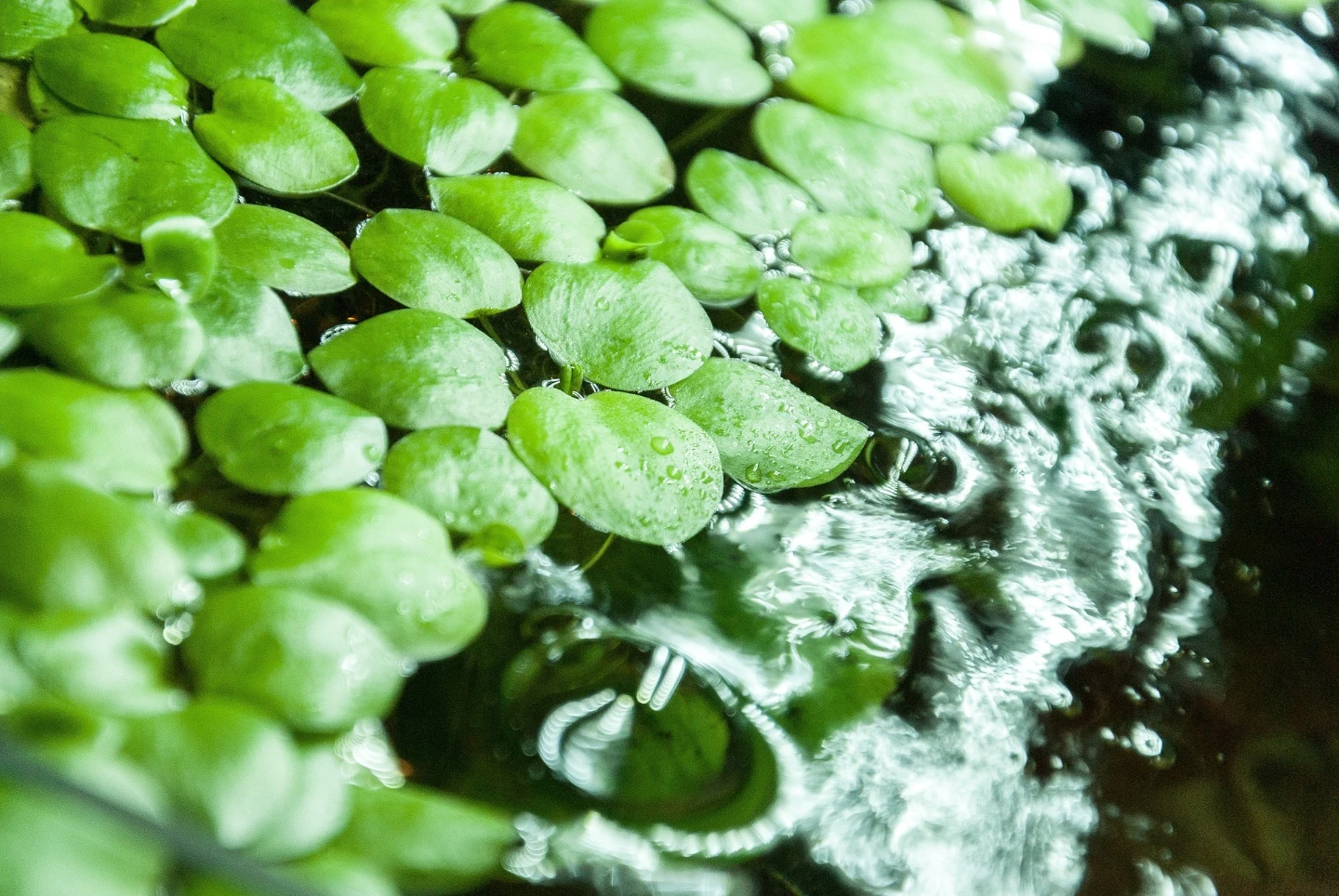 Floating Aquarium Plants - Frog Bit
