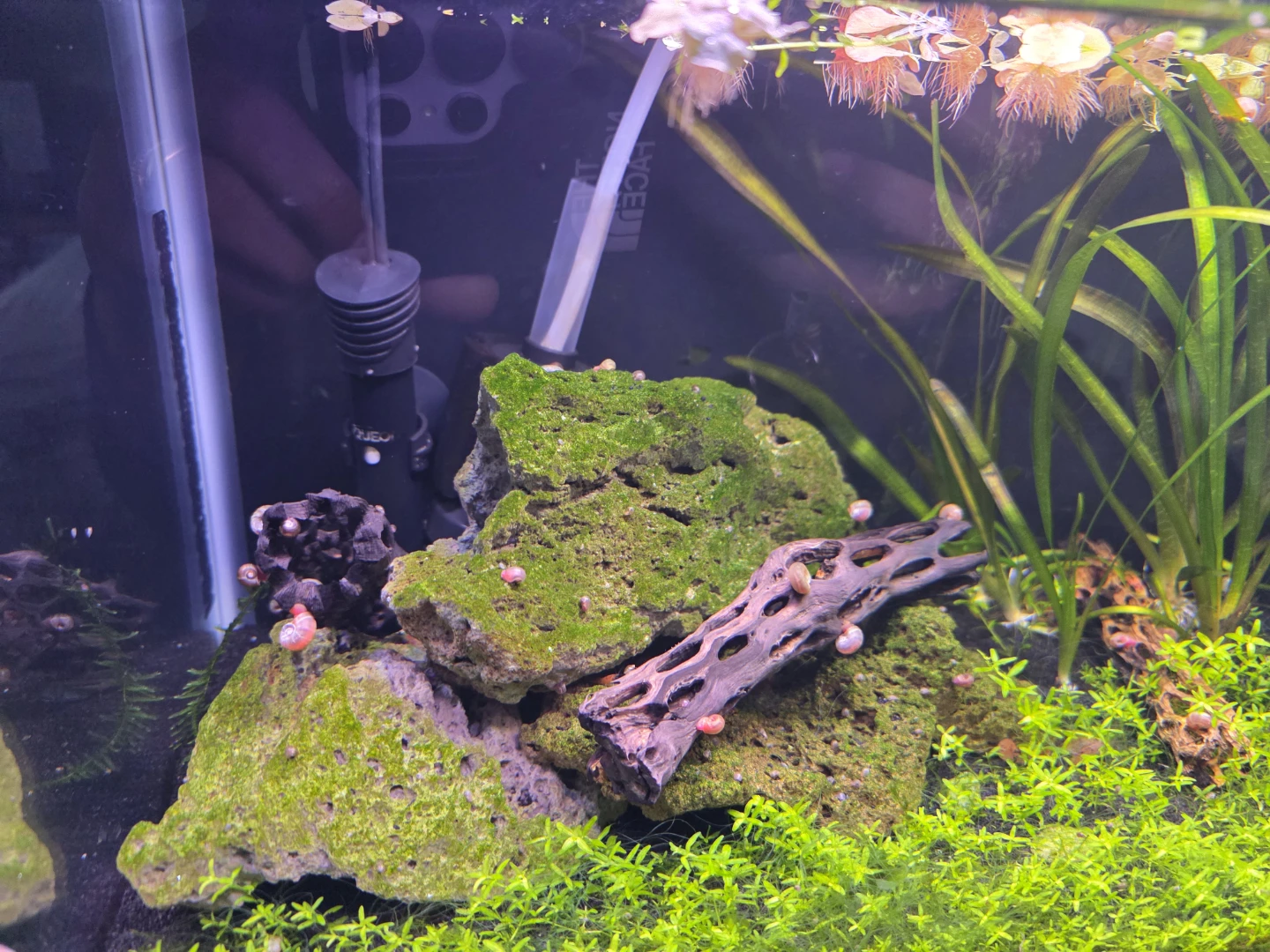 Planted Aquarium with Live Fish and Snails - photo 2