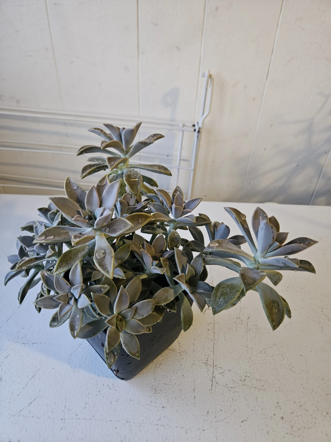 Echeveria Succulent Plant in Black Pot - photo 3