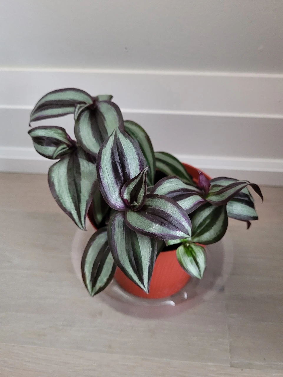Silver Inch Plant