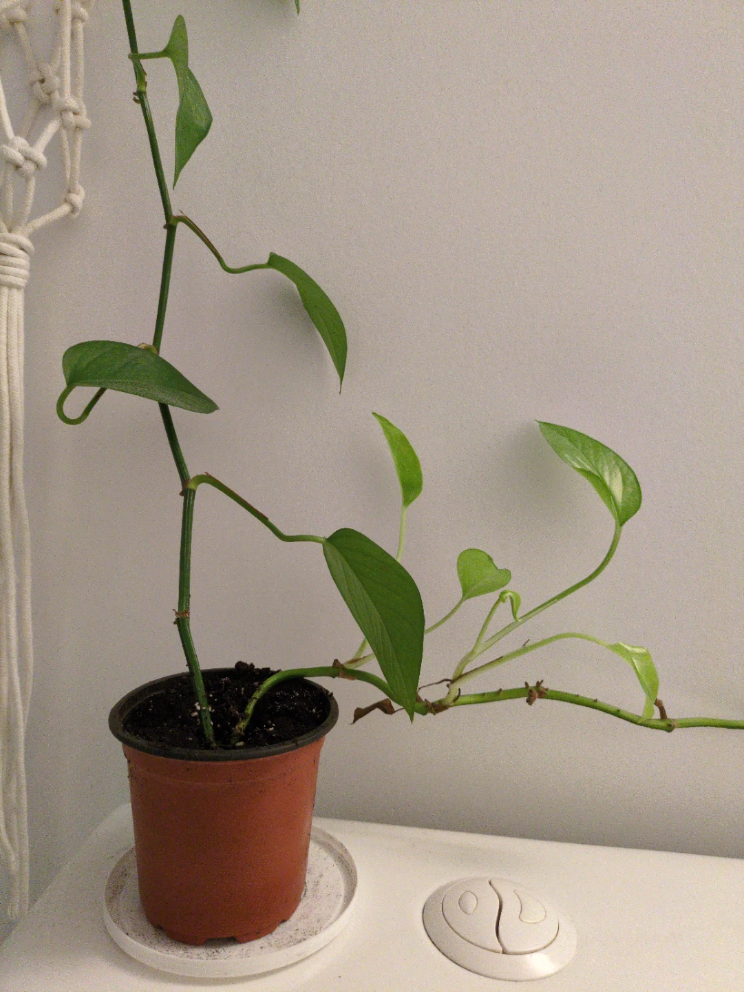 Long trailing jade pothos