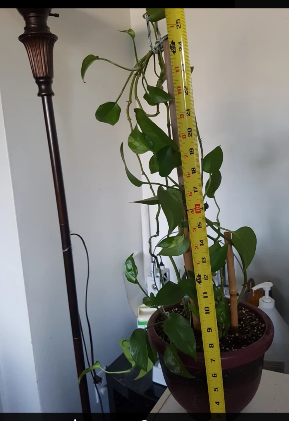 Pothos Plant in Decorative Pot