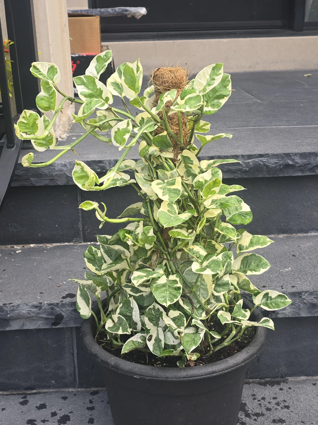 Pothos Plant on Moss Pole. 12"pot