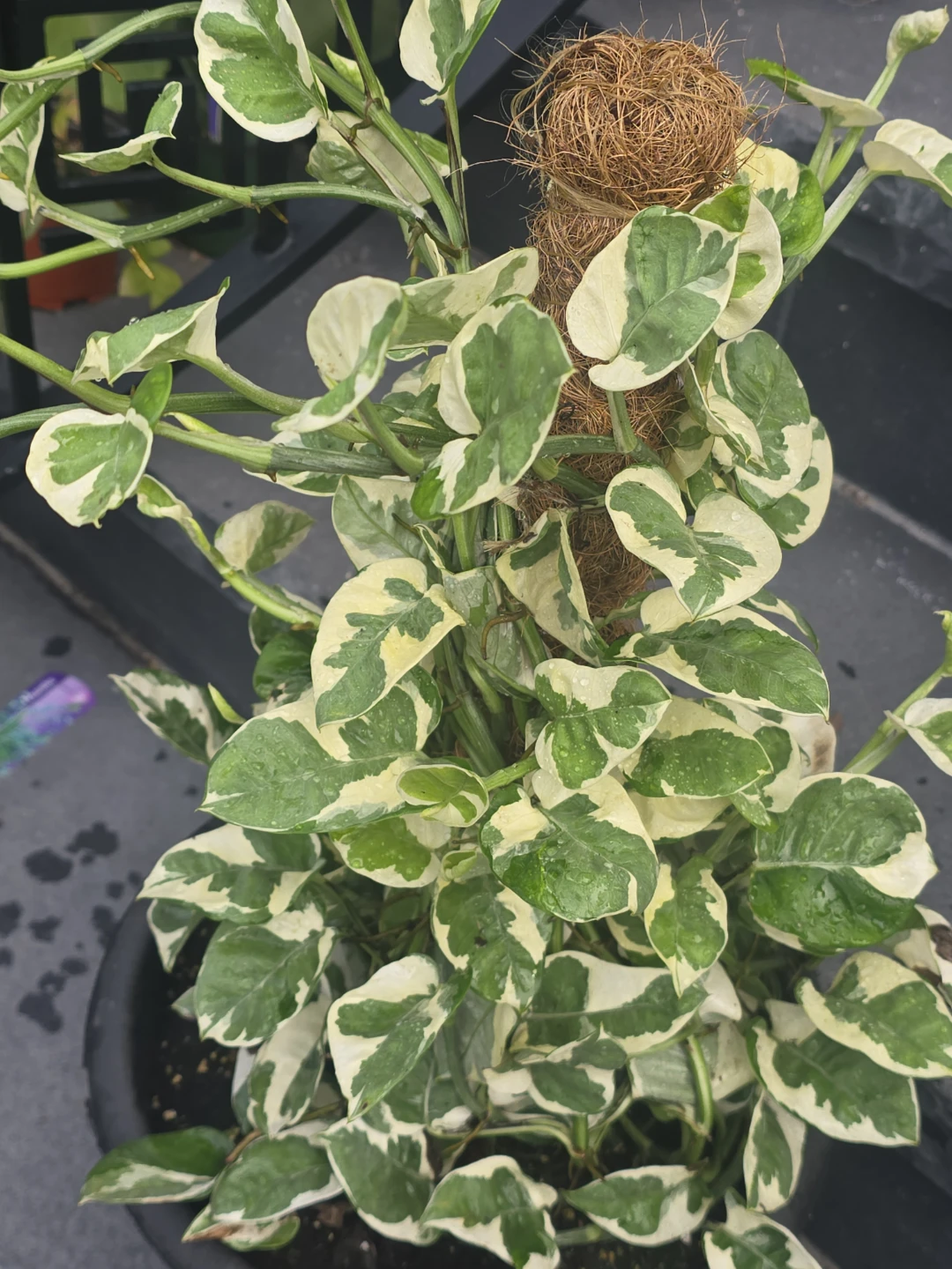 Pothos Plant on Moss Pole. 12"pot - photo 2