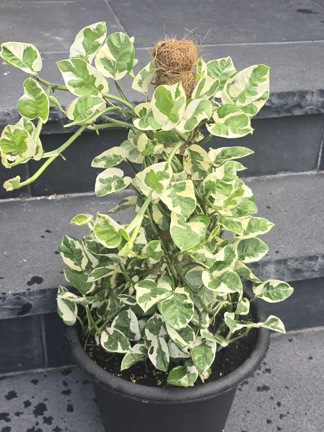 Pothos Plant on Moss Pole. 12"pot - photo 3