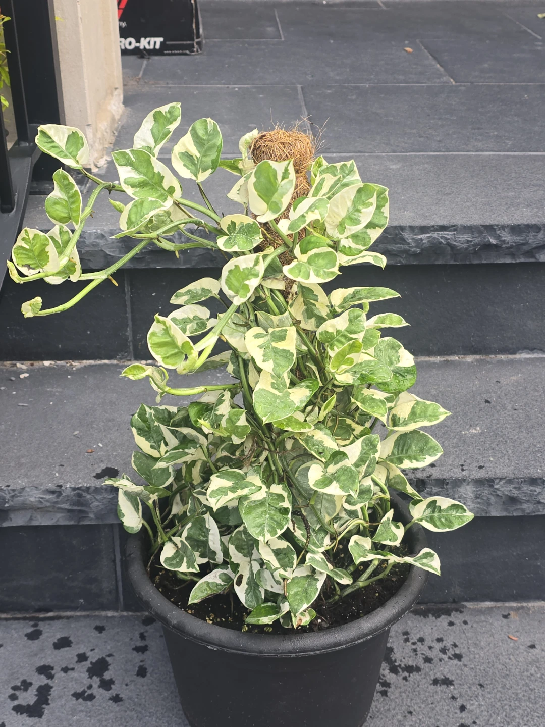 Pothos Plant on Moss Pole. 12"pot - photo 4