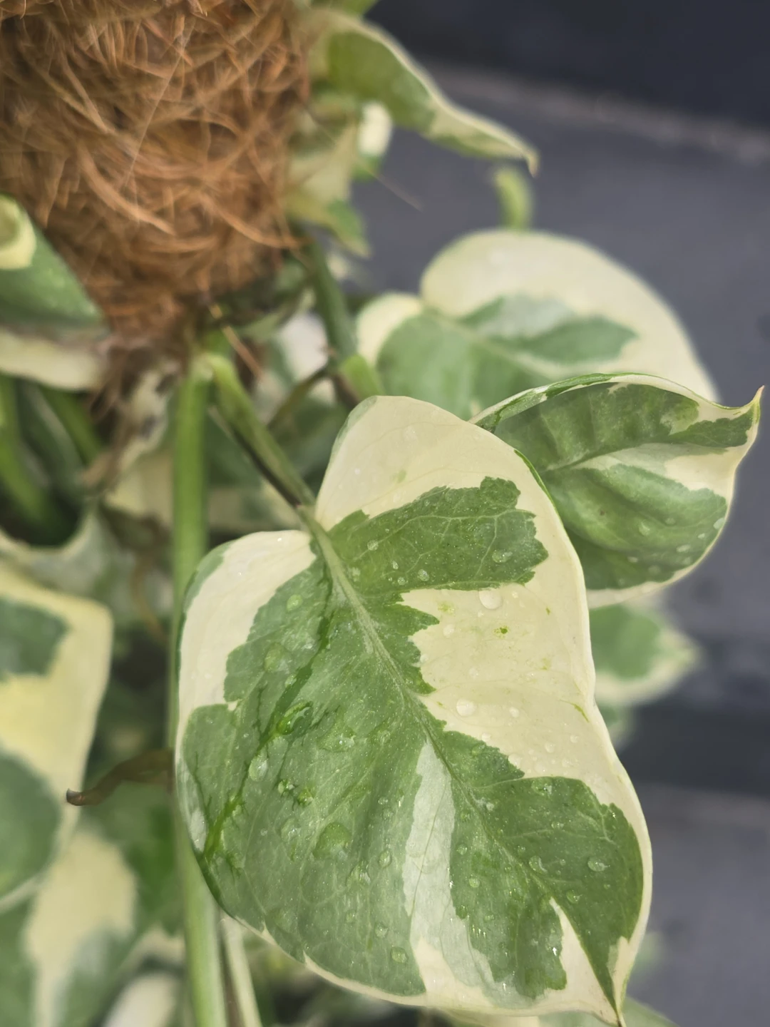 Pothos Plant on Moss Pole. 12"pot - photo 5