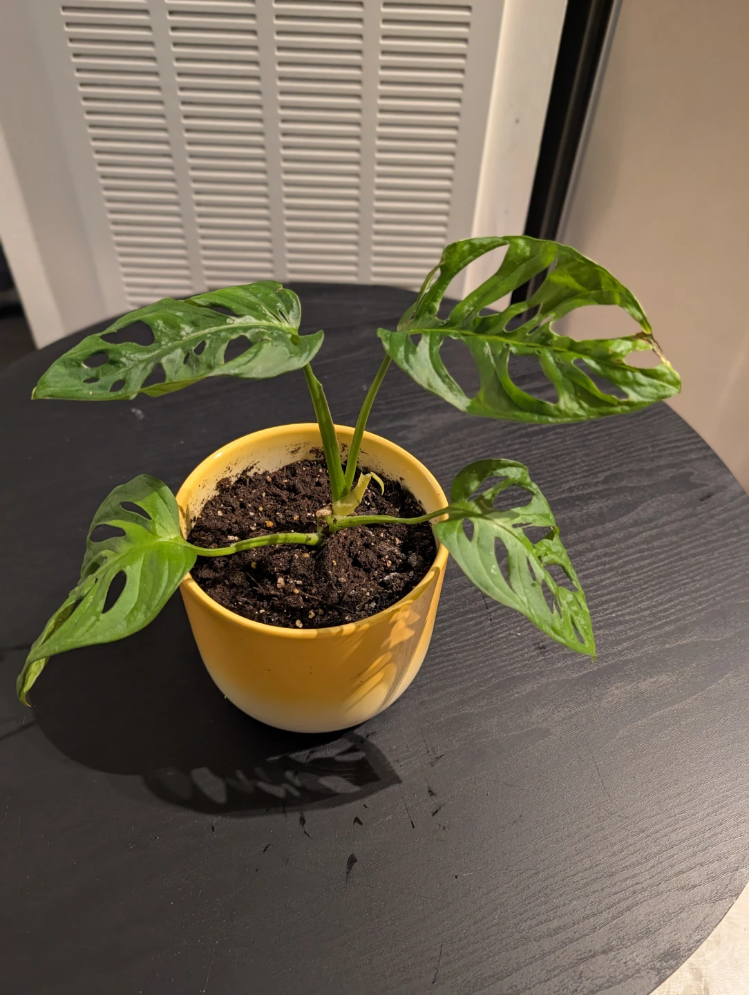 Monstera Adansonii Plant in Yellow Pot