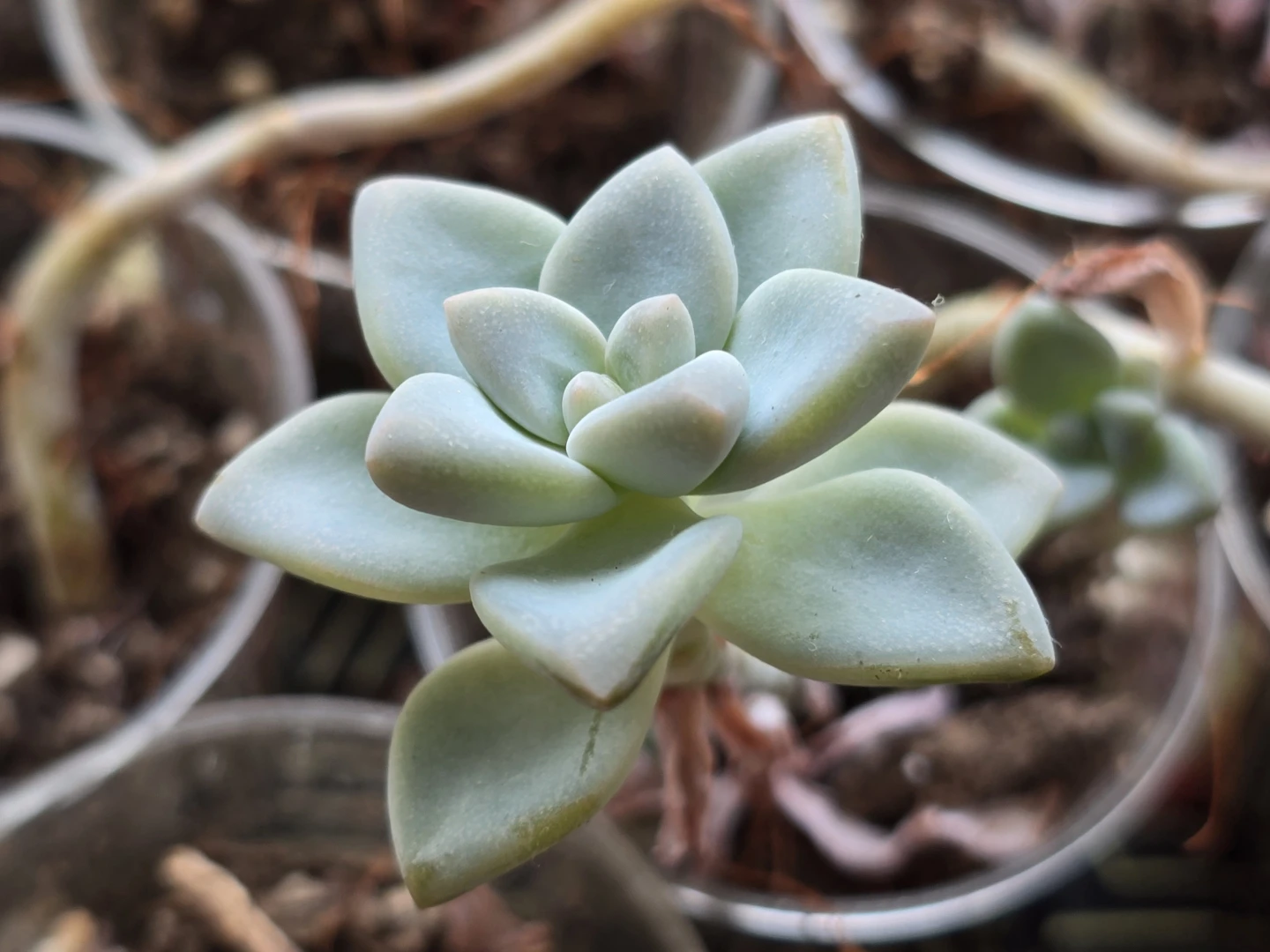 Light Green Succulent Plant