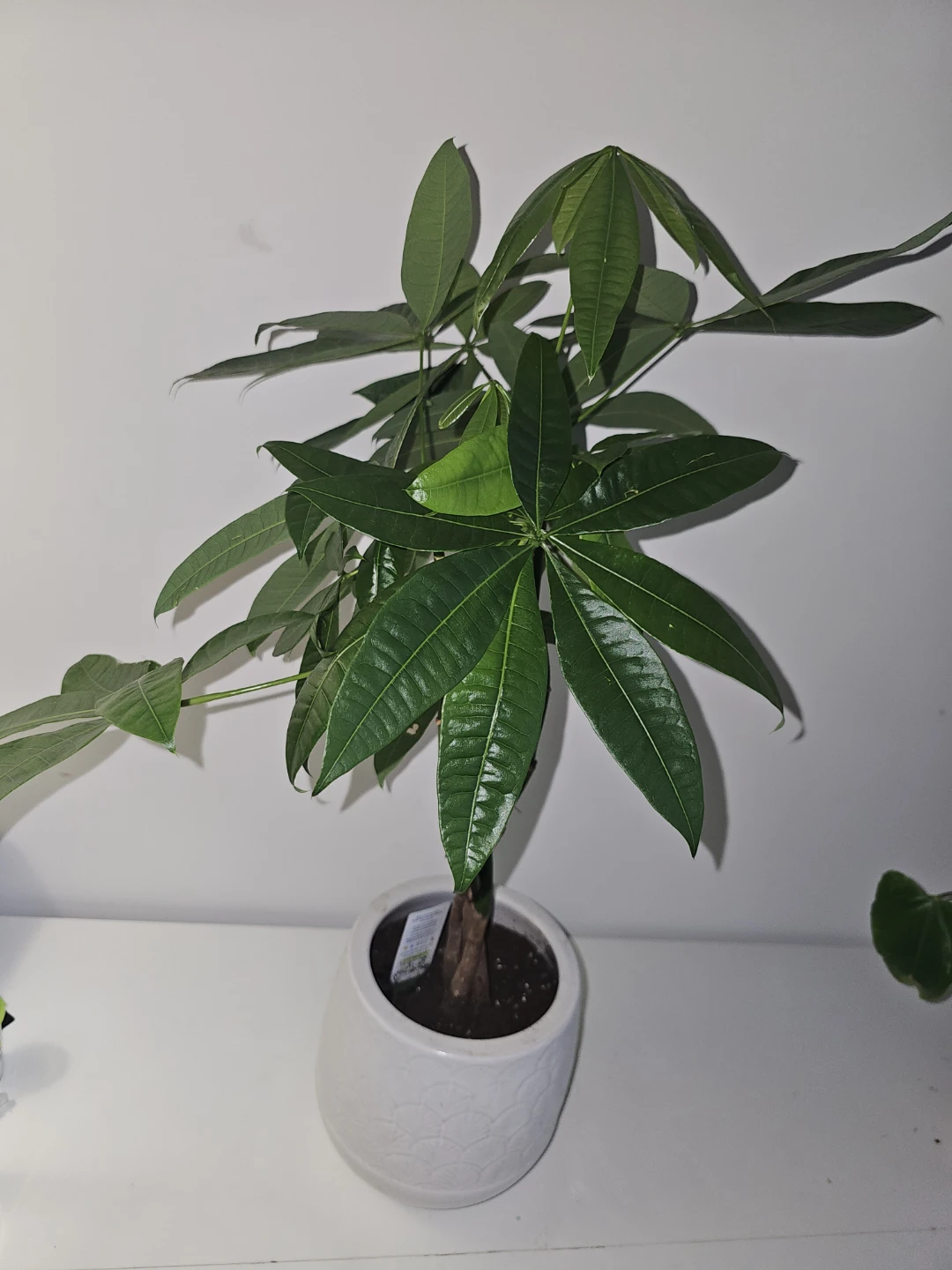 Money Tree Plant in White Ceramic Pot - photo 2