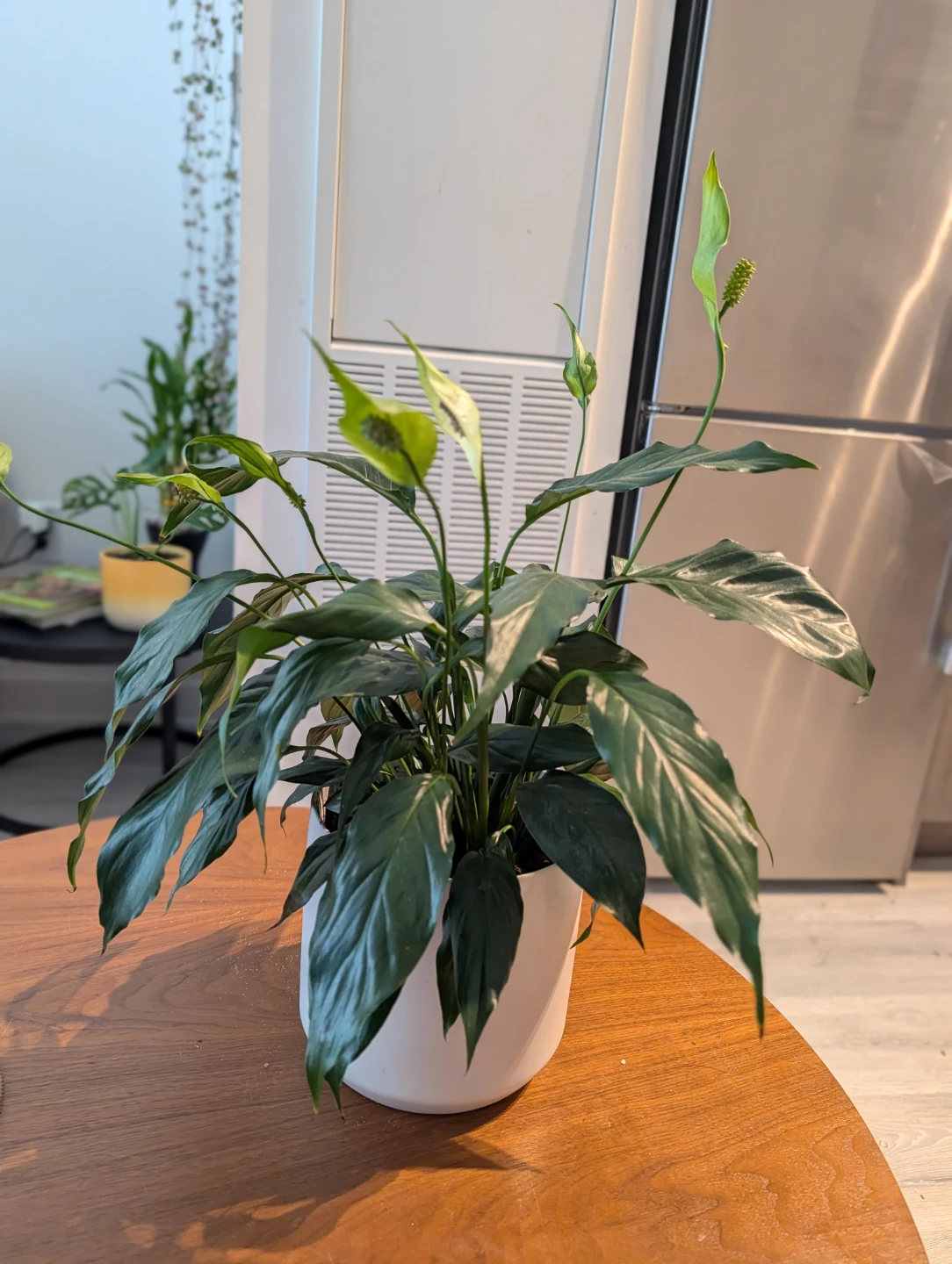Peace Lily Plant in White Pot