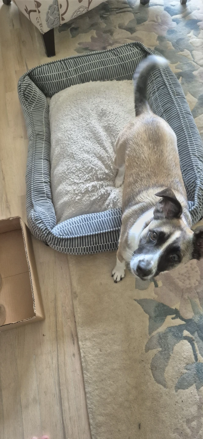 Dog Bed