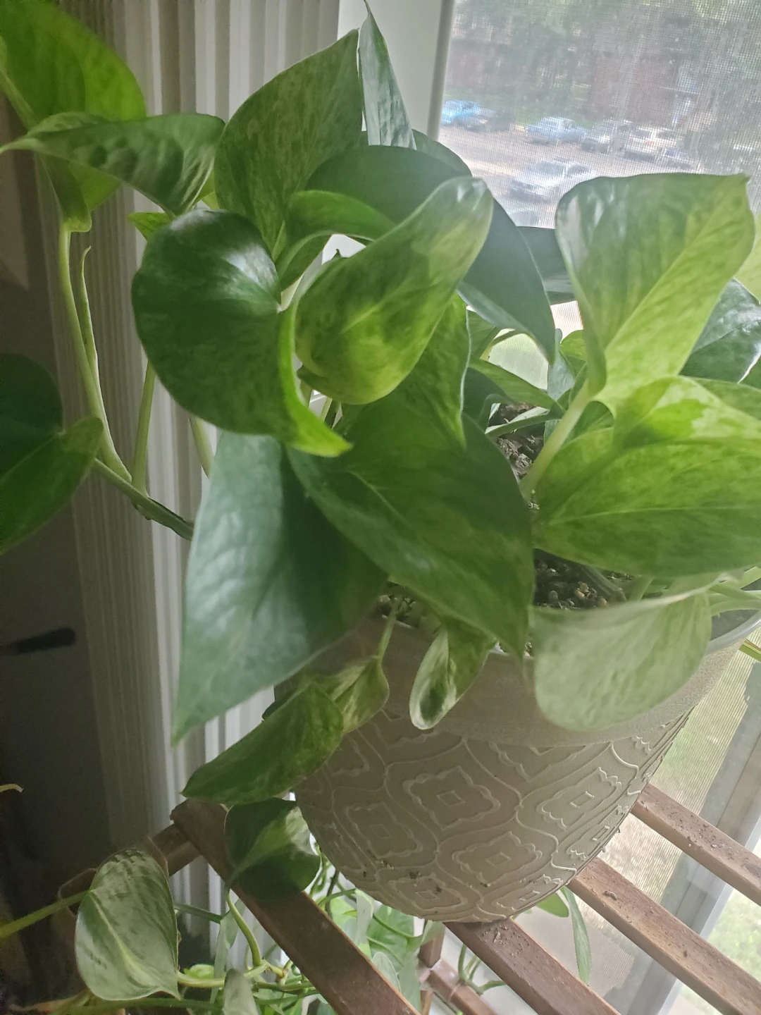 Pothos Plant in Decorative Pot