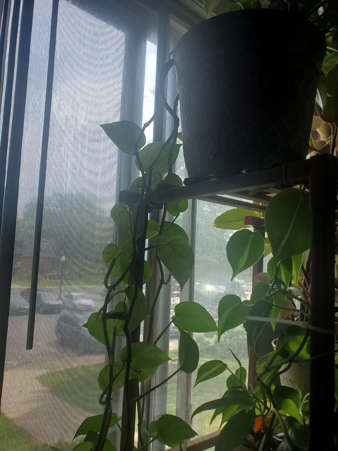 Pothos Plant in Decorative Pot - photo 2