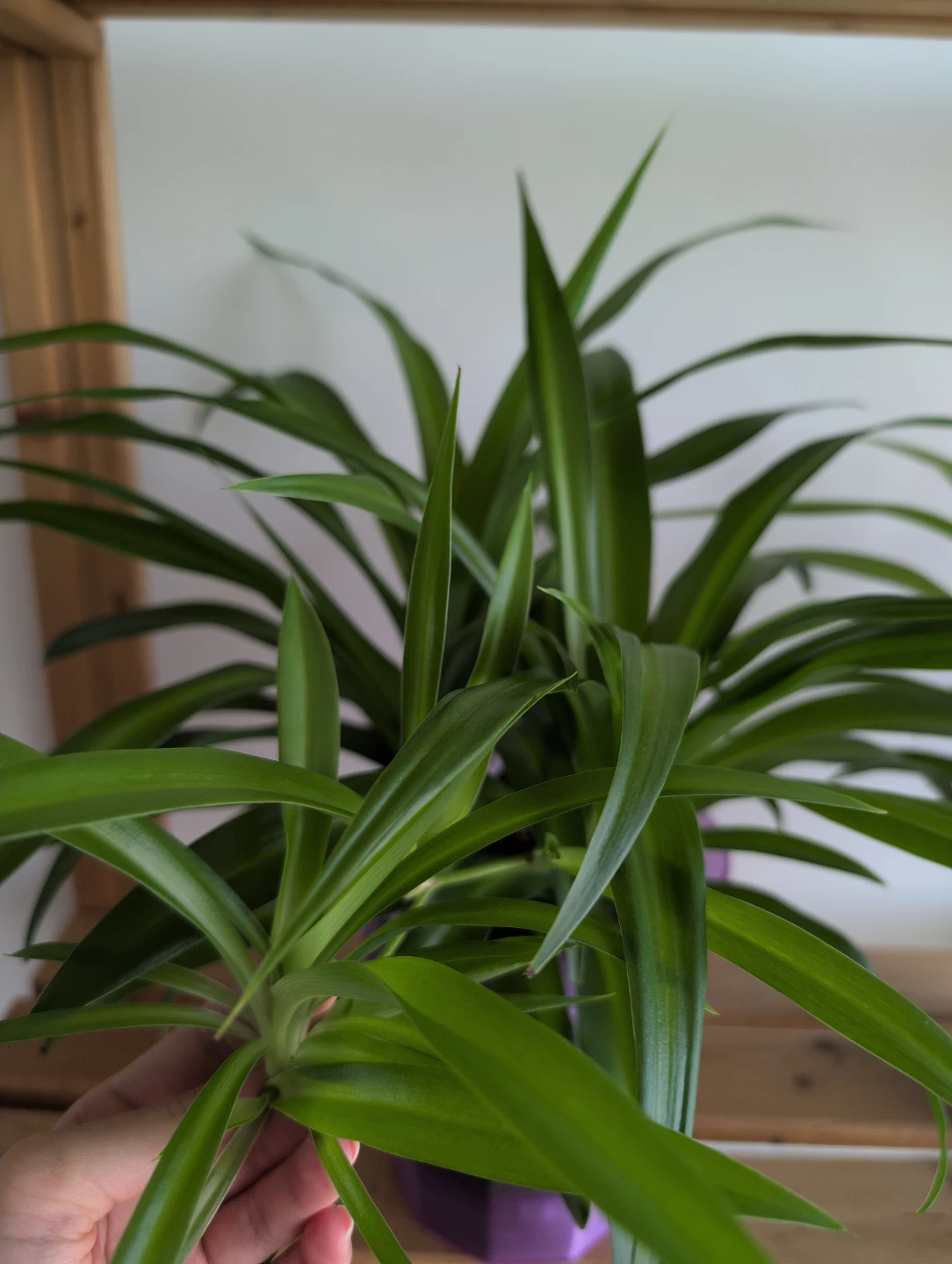 Spider Plant baby