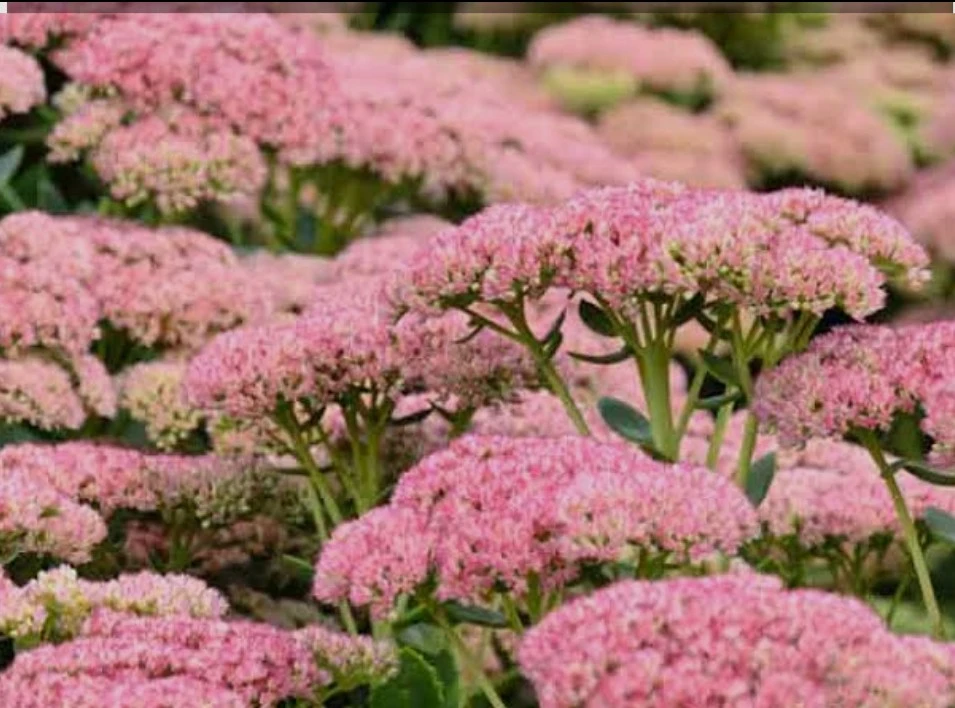 Sedum plant in black pot (autumn joy) - photo 4