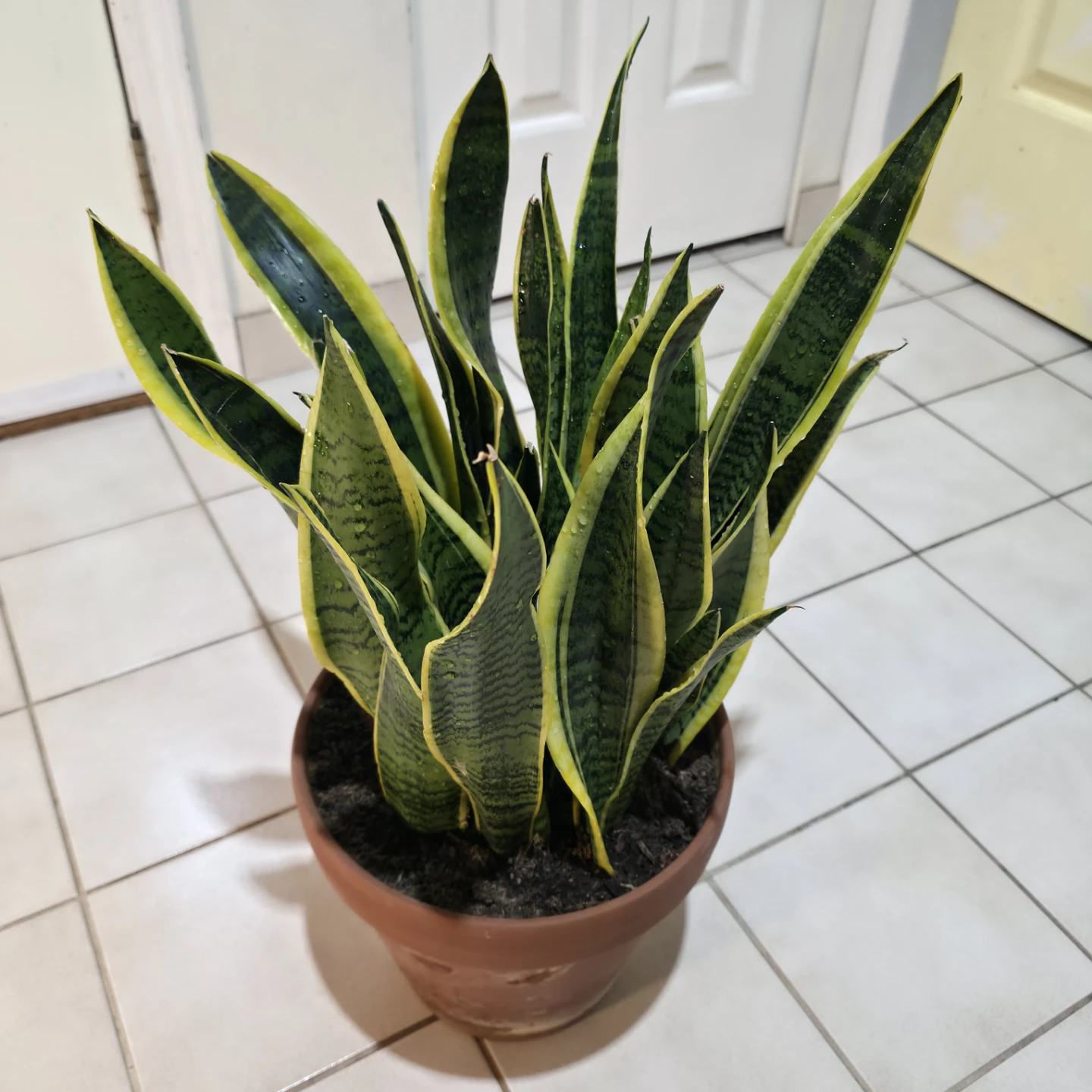 1ft Variegated Snake Plant in Terracotta Clay Pot - photo 5