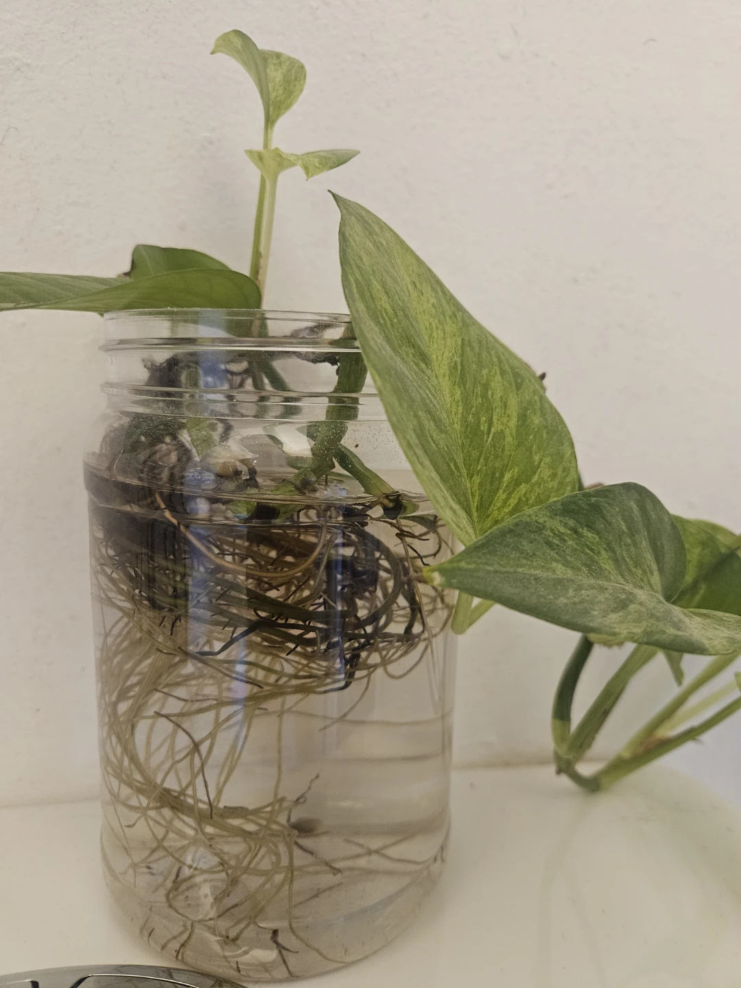 Pothos Plant Cutting in Water - photo 2