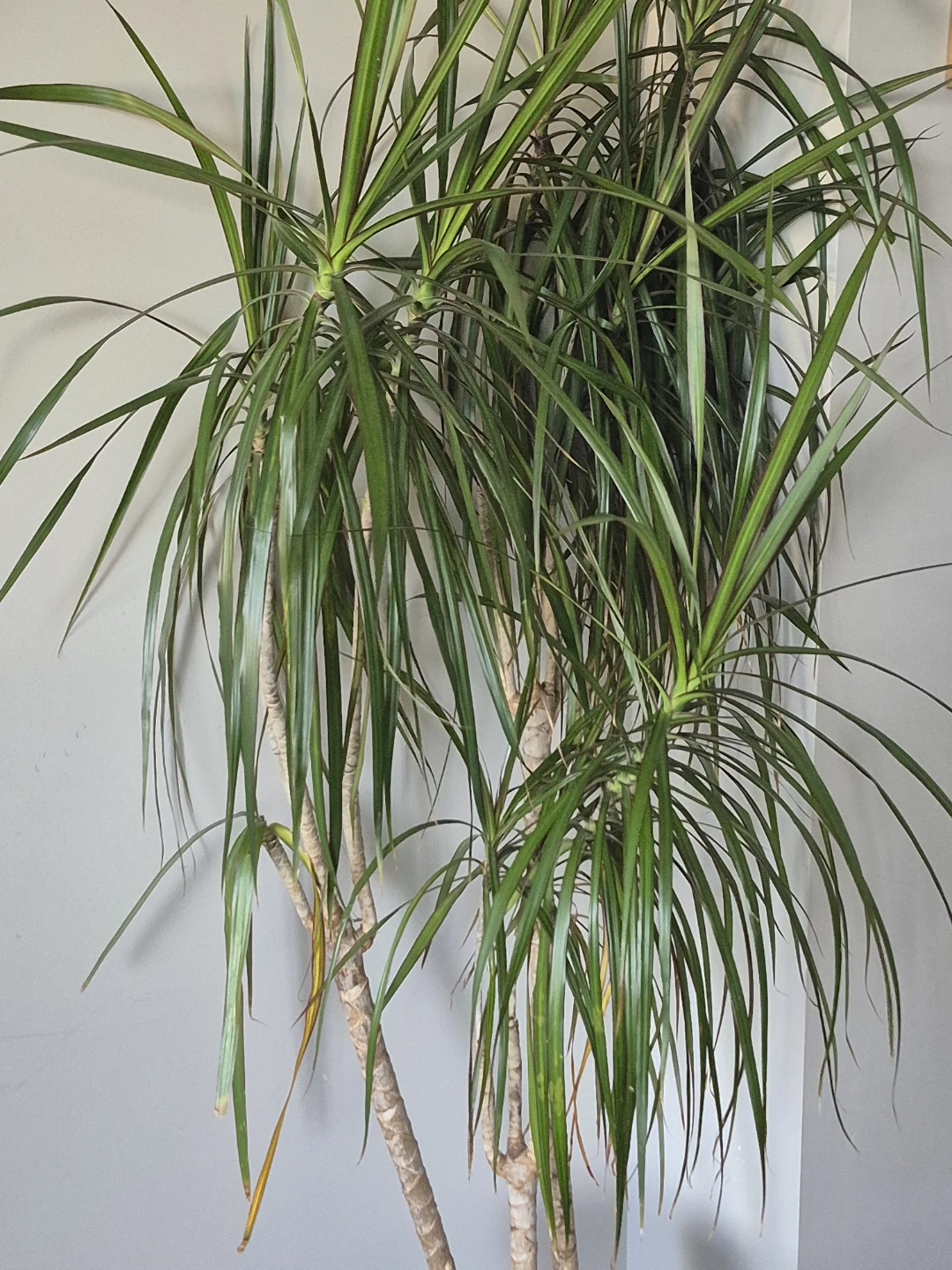 Dracaena Plant - photo 4