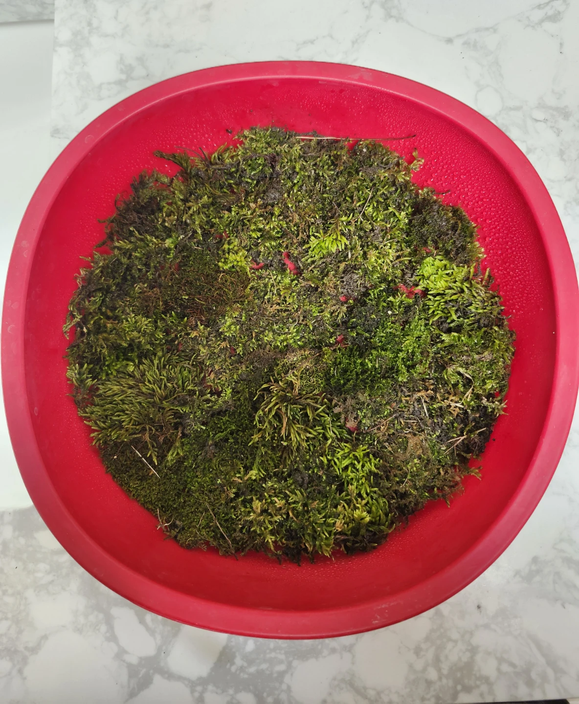 Live Terrarium Moss Mix